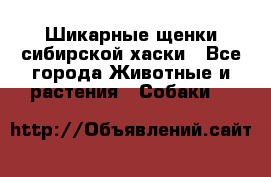 Шикарные щенки сибирской хаски - Все города Животные и растения » Собаки   